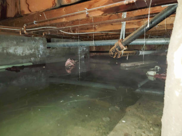 Best Basement water damage restoration  in Medina, TX